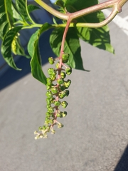 Phytolacca americana