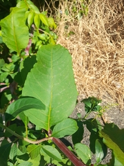 Phytolacca americana