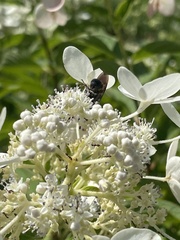 Dielis plumipes