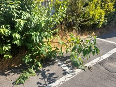 Phytolacca americana