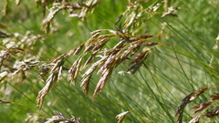 Festuca eskia