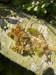 Sphagnum compactum