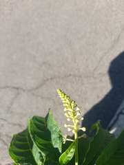 Phytolacca americana