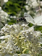 Dielis plumipes