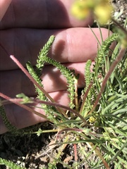 Ivesia lycopodioides scandularis