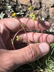 Ivesia lycopodioides scandularis