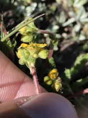 Ivesia lycopodioides scandularis