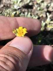 Ivesia lycopodioides scandularis