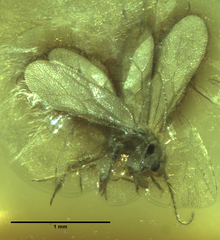 Psocetae