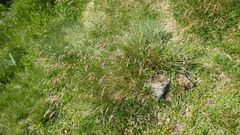 Festuca eskia
