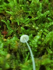 Mycena alphitophora