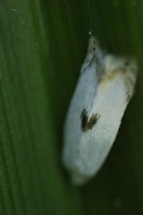 Pseudopostega auritella