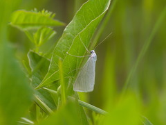 Lithostege