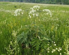 Heracleum dissectum