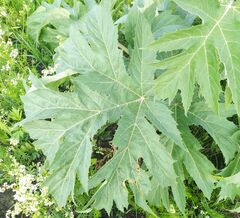Heracleum dissectum