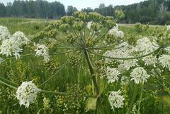Heracleum dissectum