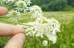 Heracleum dissectum