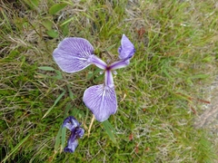 Iris hookeri