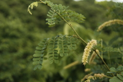 Piptadenia obliqua