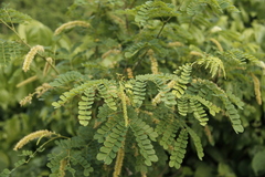 Piptadenia obliqua