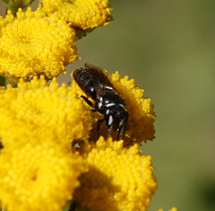 Hylaeus nigritus