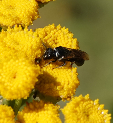 Hylaeus nigritus