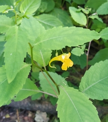 Impatiens noli-tangere