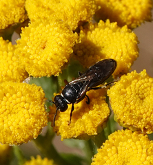 Hylaeus nigritus