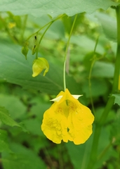 Impatiens noli-tangere