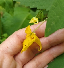 Impatiens noli-tangere