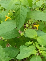 Impatiens noli-tangere