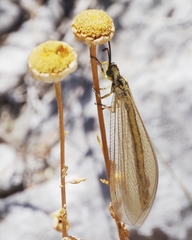 Myrmecaelurus trigrammus