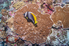 Heniochus singularius