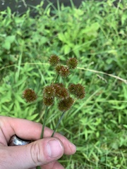 Juncus megacephalus