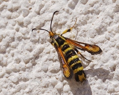 Bembecia uroceriformis