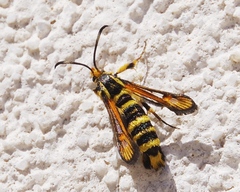 Bembecia uroceriformis