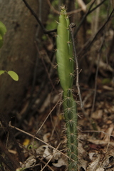 Acanthocereus cuixmalensis