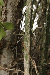 Acanthocereus cuixmalensis