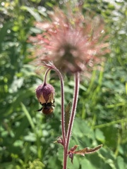 Bombus frigidus