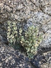 Draba californica