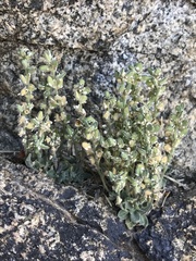 Draba californica