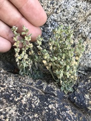 Draba californica