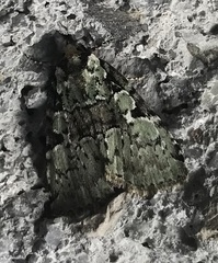 Leuconycta lepidula