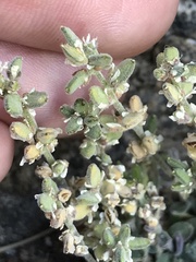Draba californica