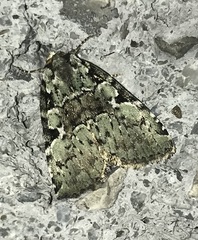 Leuconycta lepidula