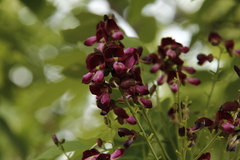 Lonchocarpus mutans