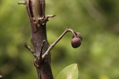 Bursera instabilis