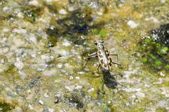 Ellipsoptera macra