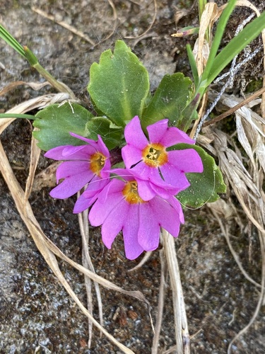 Wedge-leaf Primrose
