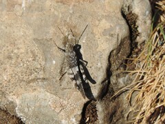 Oedipoda germanica